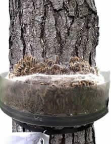 Écopiège transparent, le piège collier pour capturer les chenilles processionnaires du pin capture des chenilles processionnaires du pin dans la collerecte du collier écopiège