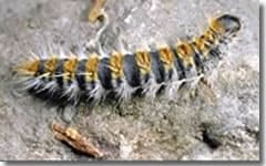Chenille Processionnaire du pin Chenille Processionnaire du pin
