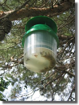 chenilles processionnaires chenilles processionnaires