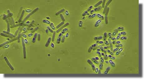 bacillus thuringiensis (BtK) bacillus thuringiensis (BtK)