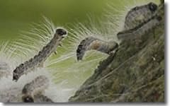 Chenille Processionnaire du chene Chenille Processionnaire du chene