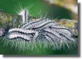 Chenilles Processionnaires de chêne Chenilles Processionnaires de chêne