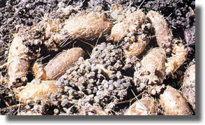 cocon de la processionnaires du chêne cocon de la processionnaires du chêne