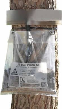 Écopiège transparent, le piège collier pour capturer les chenilles processionnaires du pin Écopiège transparent, le piège collier pour capturer les chenilles processionnaires du pin