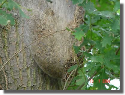 Nid de processionnaires de chêne Nid de processionnaires de chêne
