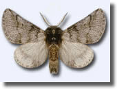 chenilles processionnaires chenilles processionnaires