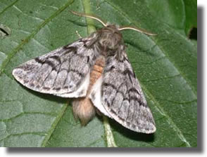 Papillon processionnaires de chêne Papillon processionnaires de chêne