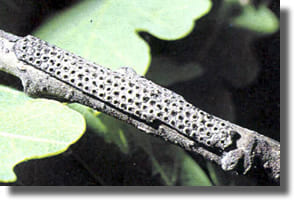 Pontes de la processionnaires du chêne Pontes de la processionnaires du chêne