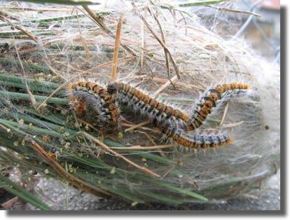 chenilles processionnaires chenilles processionnaires