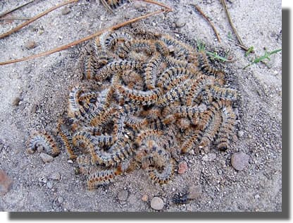 Chenilles qui s'enterrent Chenilles qui s'enterrent