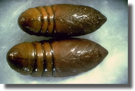 chrysalide processionnaire pin chrysalide processionnaire pin