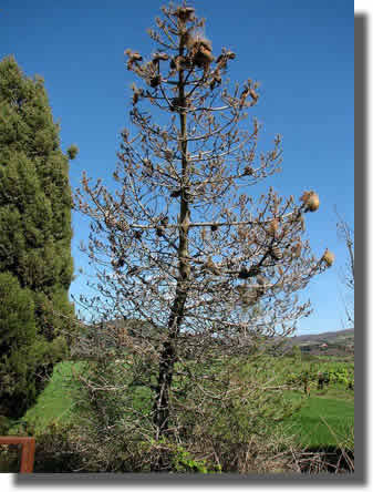 Défoliation d'un pin par les chenilles processionnaires du pin Défoliation d'un pin par les chenilles processionnaires du pin