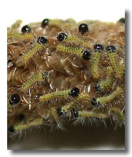 jeunes larves stade 1 jeunes larves stade 1