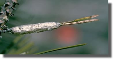 manchon d'oeufs de chenilles processionnaires du pin manchon d'oeufs de chenilles processionnaires du pin