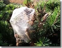 Nid de Chenilles Processionnaires du Pin Nid de Chenilles Processionnaires du pin