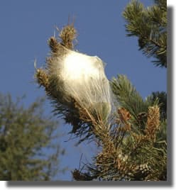 nid d'hiver de la processionnaire du pin nid d'hivers de la processionnaire du pin