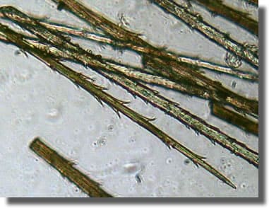 Poils urticants au microscope de la processionnaire du pin Poils urticants au microscope de la processionnaire du pin