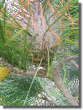 pre-nids de processionnaire du pin pre-nids de processionnaire du pin