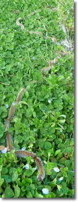 chenilles en procession chenilles en procession