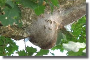 Nid de Chenilles Processionnaire du chêne